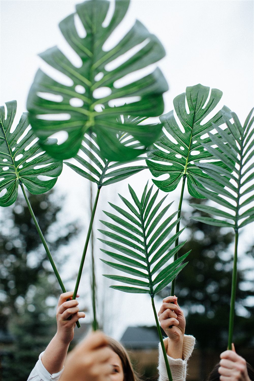 Palm leaves against the sky